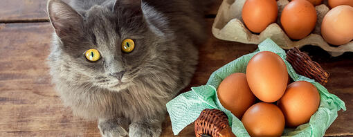 Cat eat raw egg store
